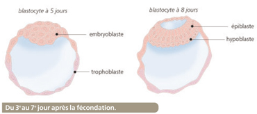 embryogénèse