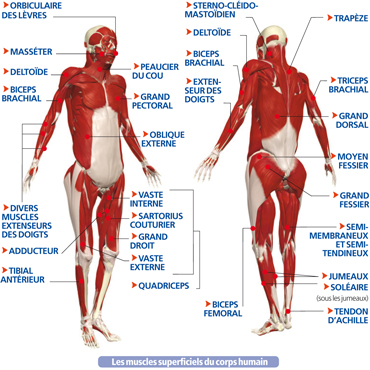 muscles squelettiques
