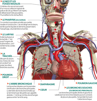 La respiration chez l'Homme et l'hygiène de l'appareil respiratoire - 3AC 