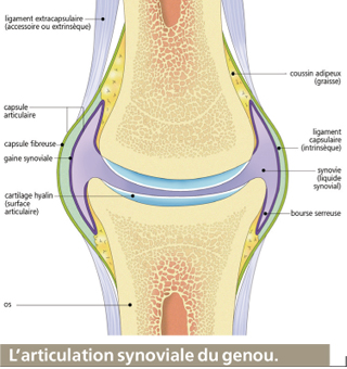 articulatii sinoviale care sunt durerile osteoporozei articulației șoldului