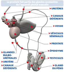La Cancer De Prostate Le Corps Humain