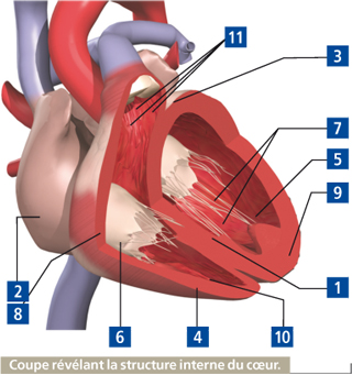 Le cœur, moteur de l'organisme humain - Index Santé