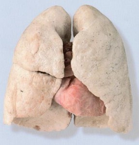 les poumons