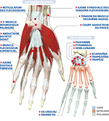 Anatomie - Atlas du corps humain : Main - face palmaire - Doctissimo