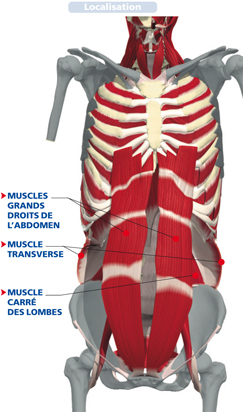 Les muscles du corps humain