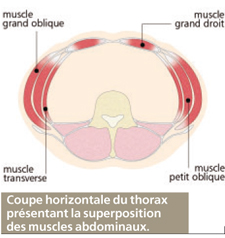 Anatomie des abdominaux : Tout sur les muscles de la sangle