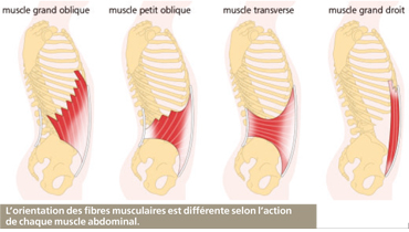 Muscles Abdominaux (Grand droit, Obliques, Transverse) : Anatomie