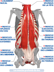 Les muscles profonds du dos