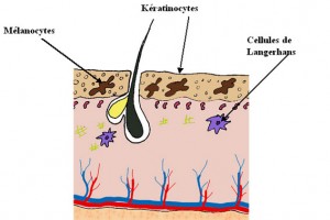 epiderme peau toucher organe constituant revtement